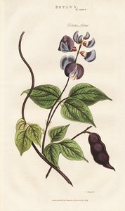 Ägyptische Hyazinthenbohne von Sydenham Teast Edwards