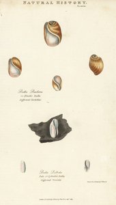 Elastische Bulla, Bulla resiliens, und blasse oder zylindrische Bulla, Bulla pallida. Handkolorierter Kupferstich nach Sydenham Edwards aus John Mason Goods Pantologia, einer neuen Enzyklopädie, G. Kearsley, London von Sydenham Teast Edwards