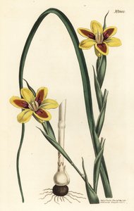 Elegante Moraea (Stich von F. Sansom Jr., Illustration von Sydenham Edwards) von Sydenham Teast Edwards