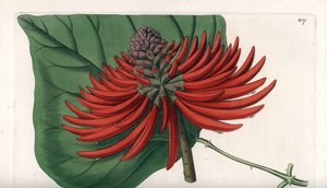 Erythrina Varietät, tropischer roter Blütenbaum von Sydenham Teast Edwards