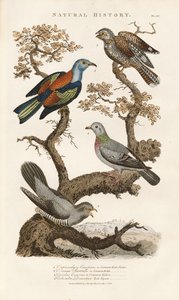 Europäische Vogelarten auf Bäumen
