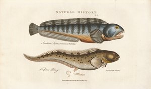 Europäischer Wolfsbarsch und Viviparer Schleimfisch von Sydenham Teast Edwards