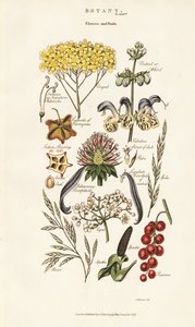 Blumen- und Fruchtarrangements von Sydenham Teast Edwards