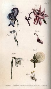 Blüten von Eisenhut, Akelei, Schneeglöckchen, Nieswurz und Trauerweide, mit Details von Stempeln und Staubblättern