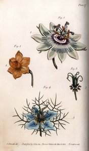 Blüten der Passionsfrucht, Narzisse und Nigella