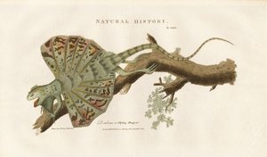 Fliegender Drache auf einem Ast