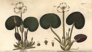 Froschbiss, Hydrocharis morsus-ranae, Dioecia, weibliche Pflanze 1,4, männliche Pflanze 2,3