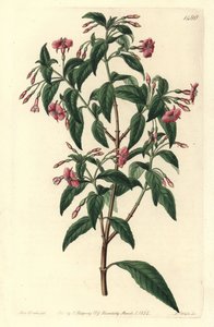 Fuchsienvarietät - Fuchsia bacillaris von Sydenham Teast Edwards