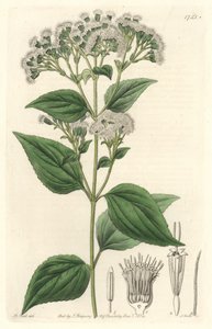 Drüsiges Eupatorium, aus Mexiko, aus dem Botanischen Register