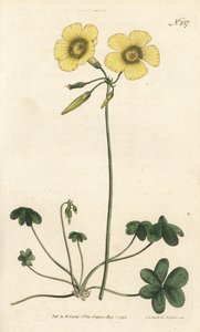 Ziegenfuß-Sauerklee, Oxalis caprina von Sydenham Teast Edwards