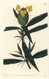 Hopfenblütige Barleria (Stich von S. Watts, Illustration von Sarah Drake)