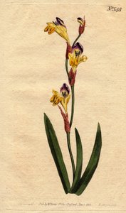 Ixia bicolor