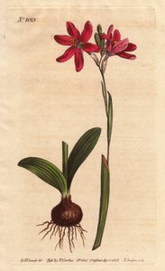 Ixia rosa