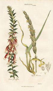 Großblütige Epacris und Strandhafer