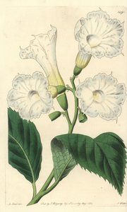 Großblütige Cordia