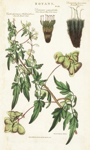 Ballonpflanze oder glattes Herzsamen, Cardiospermum halicacabum, dichtblättriges Gabelmoos, Dicranum osmundioides, und braunes Gabelmoos, Dicranum fuscescens