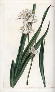 Libertia, endemisch in Chile