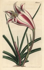 Kap-Küsten-Lilie, Crinum ornatum (Amaryllis ornata)