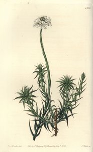 Langblättrige Sphenotoma