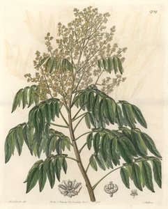 Longanier, ursprünglich aus China - S. Watts starkes Wasser nach einer Illustration von Sarah Anne Drake (1803-1857), aus dem Botanical Register von Sydenham Teast Edwards