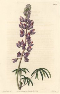 Lupine mit schmalen Blättern - Starkes Wasser von S. Watts nach einer Illustration von Sarah Anne Drake (1803-1857), aus dem Botanical Register von Sydenham Teast Edwards