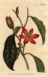 Magnolie mit braunem Stiel und orangefarbenen Blüten, einheimisch in China