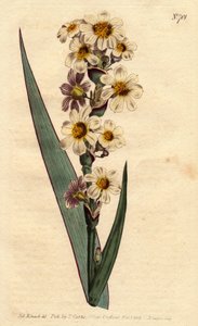 Marica striata