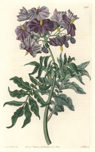 Morelle (Solanum), heimisch in Chile von Sydenham Teast Edwards