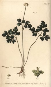 Moschuskraut