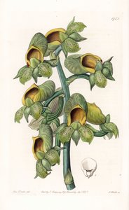 Orchidee: Casatetum-Varietät, aus dem Botanischen Register von Sydenham Edwards