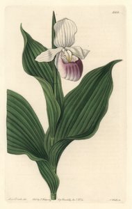 Orchidee, Königlicher Frauenschuh von Sydenham Teast Edwards