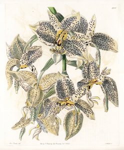 Orchidee: Stanhopea-Varietät, neotropisch - Platte graviert von S. Watts, nach einer Illustration von Sarah Anne Drake (1803-1857), aus dem Botanical Register von Sydenham Edwards (1768-1819), England