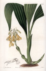 Orchidee: Calanth-Varietät mit gelben Blüten (Stich von S. Watts, Illustration von Sarah Anne Drake)