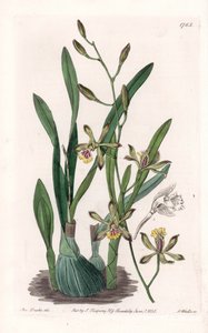 Orchidee: Epidendre grele - Gravierte Tafel von S. Watts, nach einer Illustration von Sarah Anne Drake (1803-1857), aus dem Botanical Register von Sydenham Edwards (1768-1819), England von Sydenham Teast Edwards