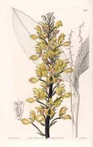 Orchidee: Varietät der Govenia - Platte graviert von S. Watts, nach einer Illustration von Sarah Anne Drake (1803-1857), aus dem Botanical Register von Sydenham Edwards (1768-1819), England
