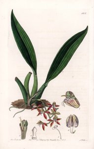 Orchidee: Varietät der Macradenia, heimisch in Guiana
