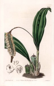 Orchidee: Varietät der Pholidota, heimisch in Asien - Platte graviert von S. Watts, nach einer Illustration von Sarah Anne Drake (1803-1857), aus dem Botanical Register von Sydenham Edwards (1768-1819), England