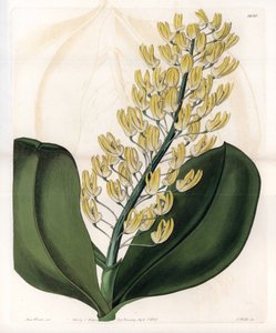 Dendrobium-Orchidee