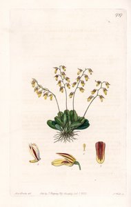 Orchidee: Varietät des Epidendrum