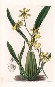 Orchidee, Varietät des Oncydium, heimisch in Südamerika - Platte graviert von S. Watts, nach einer Illustration von Sarah Anne Drake (1803-1857), aus dem Botanical Register von Sydenham Edwards (1768-1819), England