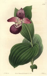 Großblütiger Frauenschuh, Cypripedium macranthos von Sydenham Teast Edwards