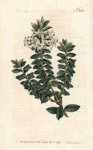 Ouessant-Myrte oder elliptische Veronica - Kreuzblättriger Ehrenpreis, Veronica decussata. Handkolorierter Kupferstich von Sansom nach einer Illustration von Sydenham Edwards aus William Curtis