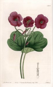 Oxalis de Bowie von Sydenham Teast Edwards