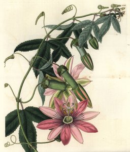 Passionsblume - Poro poro, Passiflora pinnatistipula