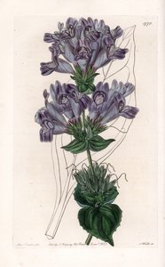 Penstemon Variete - Platte graviert von S. Watts nach einer Illustration von Sarah Anne Drake (1803-1857), aus dem Botanical Register von Sydenham Edwards (1768-1819), England