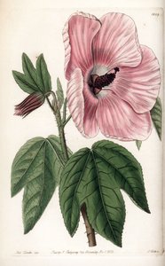 Rosa Hibiskus von Sydenham Teast Edwards