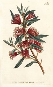 Zitronenflaschenbürste (Stich von Sansom, Illustration von Sydenham Edwards)