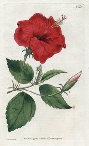 Rose de Chine (Lithographie von Sydenham Edwards) von Sydenham Teast Edwards