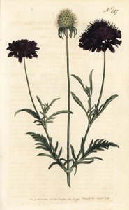 Gartenskabiose (Stich von Sansom, Illustration von Sydenham Edwards)