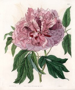 Strauchpfingstrose oder Schafspfingstrose - Gravierte Tafel von S. Watts, nach einer Illustration von Sarah Anne Drake (1803-1857), aus dem Botanischen Register von Sydenham Edwards (1768-1819), England von Sydenham Teast Edwards